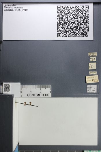 Media type: image;   Entomology 552429